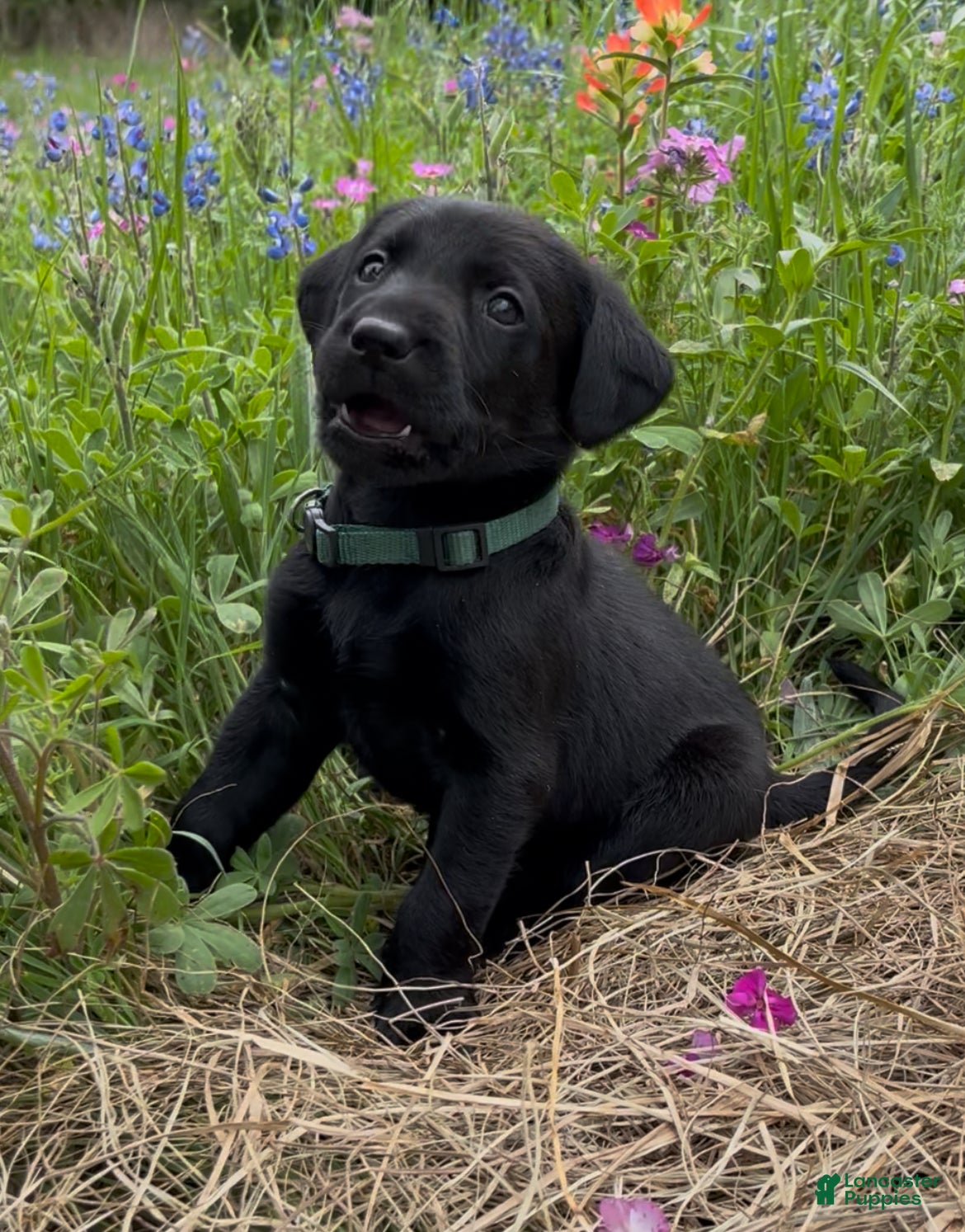 Labrador Retriever dogs  Puppy 3 - Ad 21