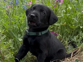 Labrador Retriever dogs Puppy 3 - Ad 11