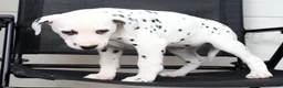 Dalmatian dogs for sale: Ollie - Ad 9