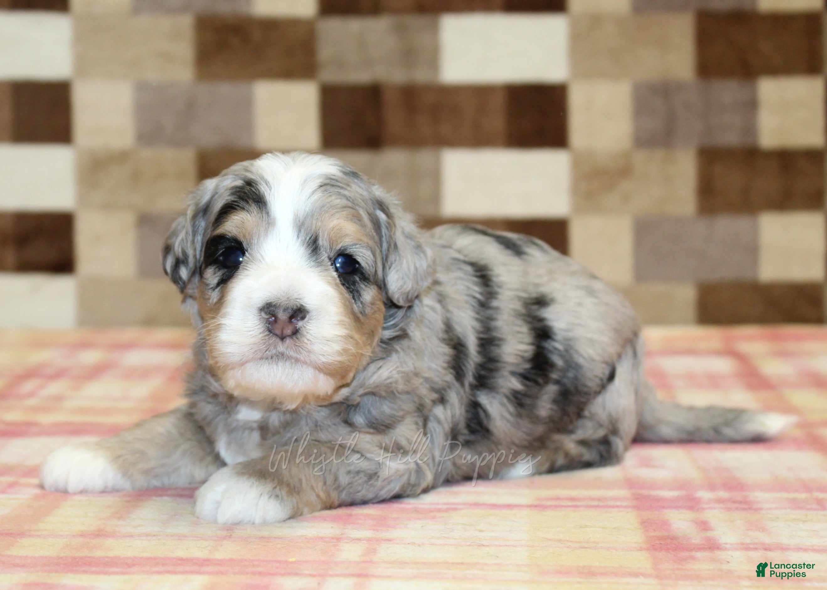Mini Bernedoodle dogs for sale: Nate - Ad 1