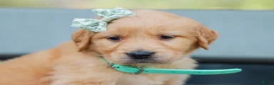 Arnia ACA Golden Retriever Pup