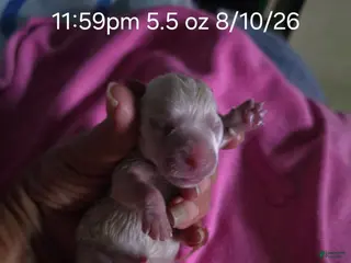 West Highland Terrier dogs Pink Female - Ad 17