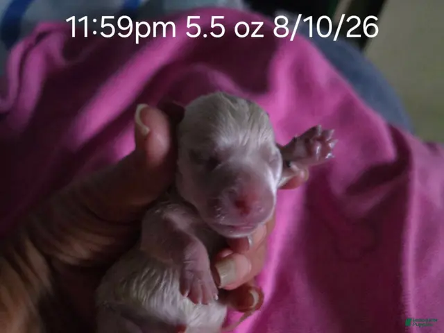 West Highland Terrier dogs for sale: Pink Female - Ad 2