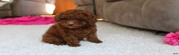 Toy Poodle dogs for sale: Mia - Ad 22