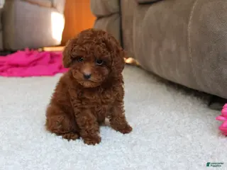 Toy Poodle dogs for sale: Mia - Ad 1