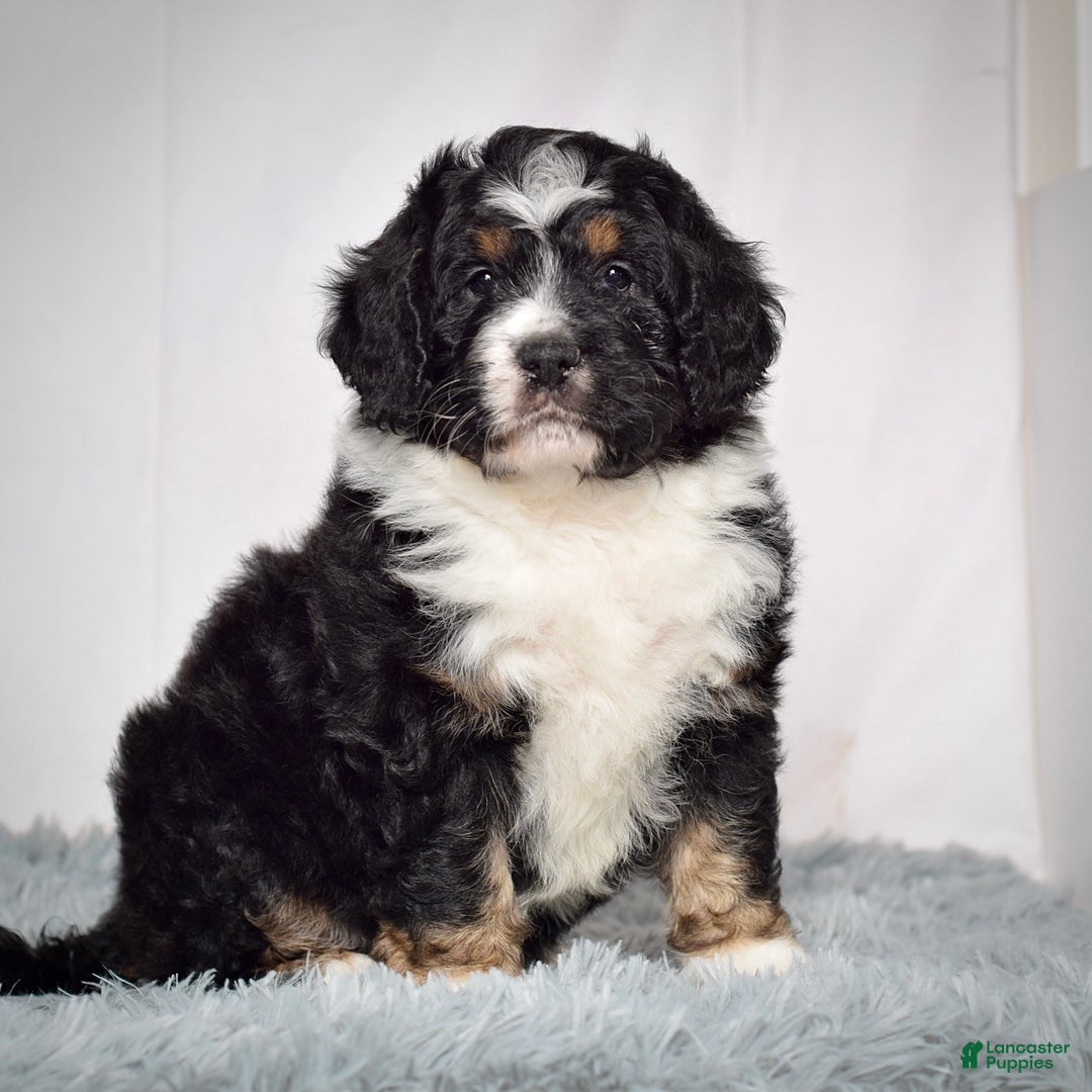 Bernedoodle dogs for sale: Ms. Sabrina - Ad 5