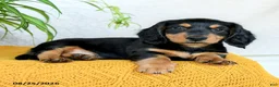 Miniature Dachshund dogs for sale: Colton - Ad 4
