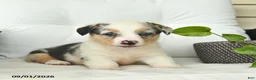 Welsh Corgi Pembroke dogs for sale: Beauty  - Ad 3