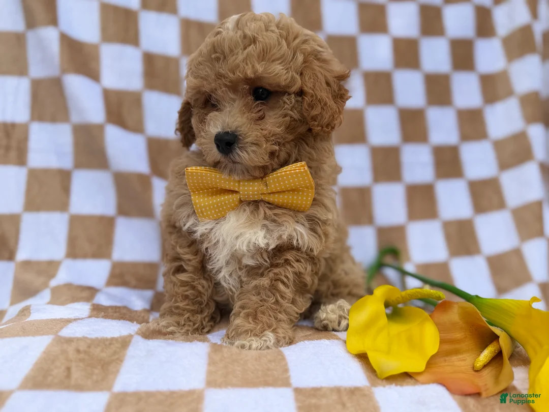 Bichpoo dogs for sale: Rusty - Ad 7