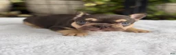 French Bulldog dogs for sale: Magnolia - Ad 3