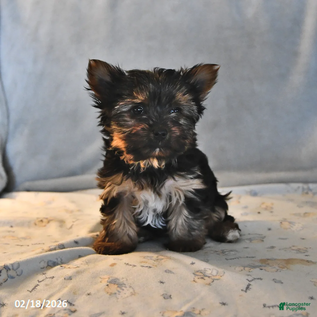 Yorkshire Terrier dogs for sale: Pixie Teacup - Ad 1