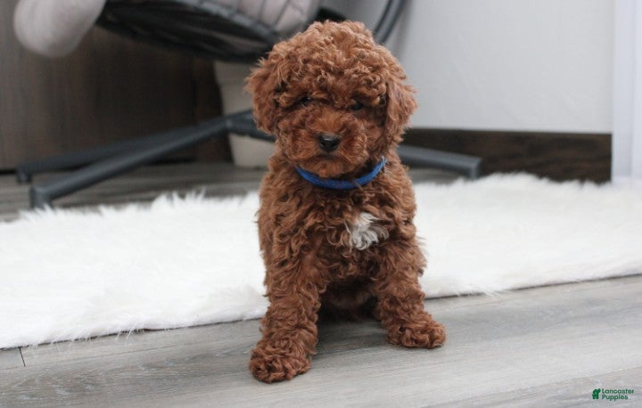 Toy Poodle dogs Abaro - Ad 28