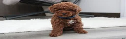 Toy Poodle dogs for sale: Abaro - Ad 12