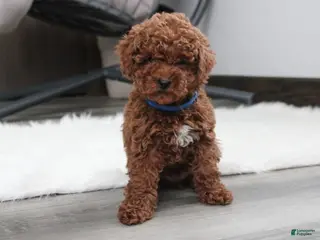Toy Poodle dogs Abaro - Ad 28