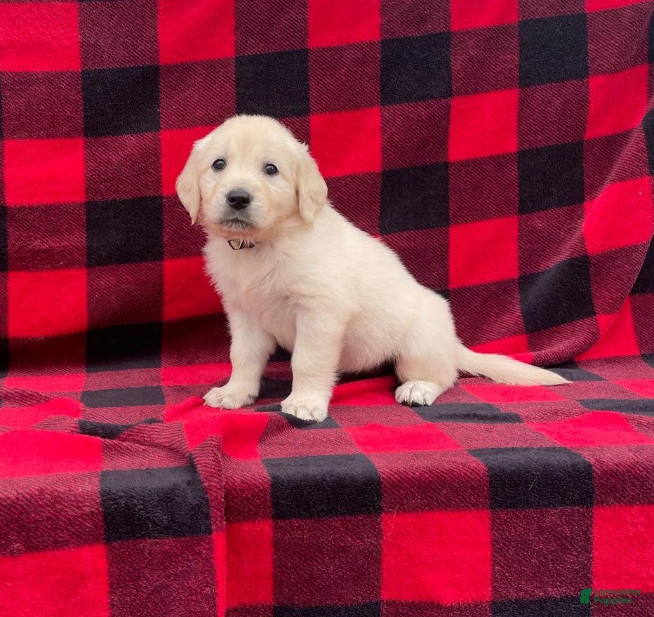 Golden Retriever dogs Coconut - Ad 1