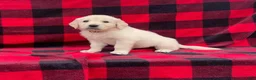 Golden Retriever dogs for sale: Coconut - Ad 1
