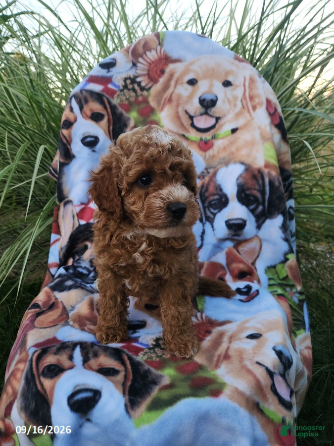 Miniature Poodle dogs Hunter - Ad 2