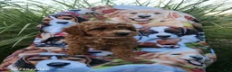 Miniature Poodle dogs for sale: Hunter - Ad 2