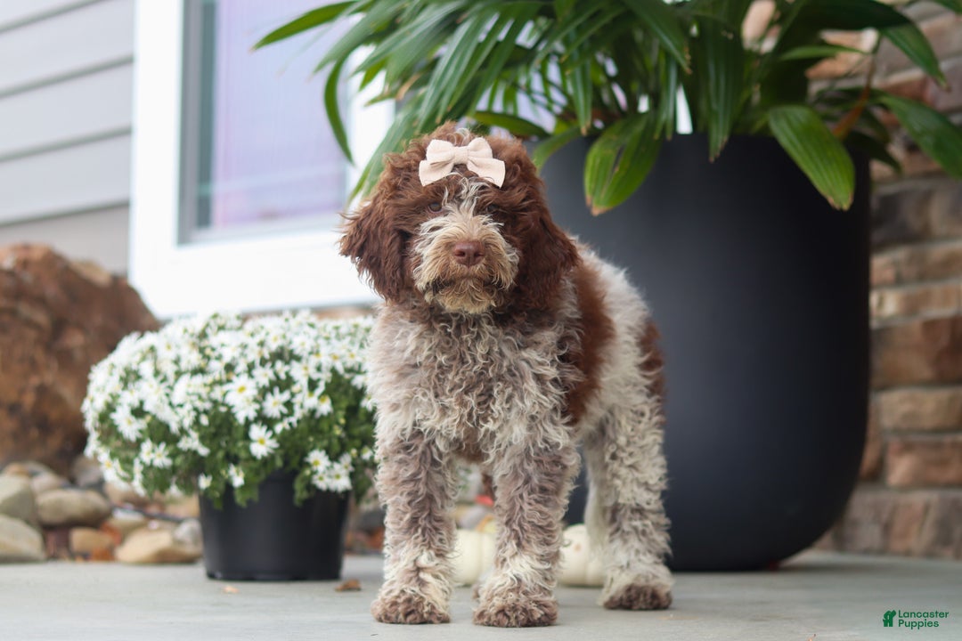 Lagotto Romagnolo dogs for sale: Mia - Ad 4