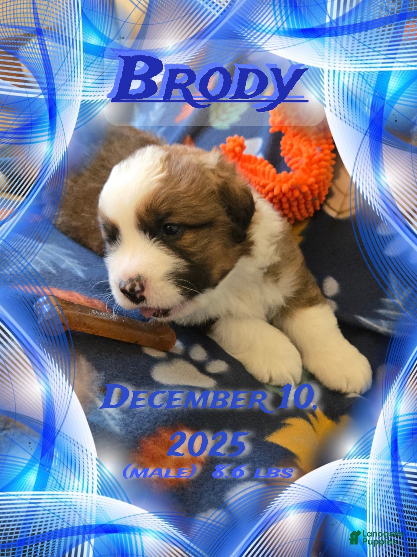 Mixed Breed dogs Brody - Ad 29