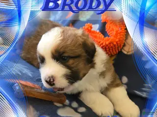 Mixed Breed dogs Brody - Ad 29