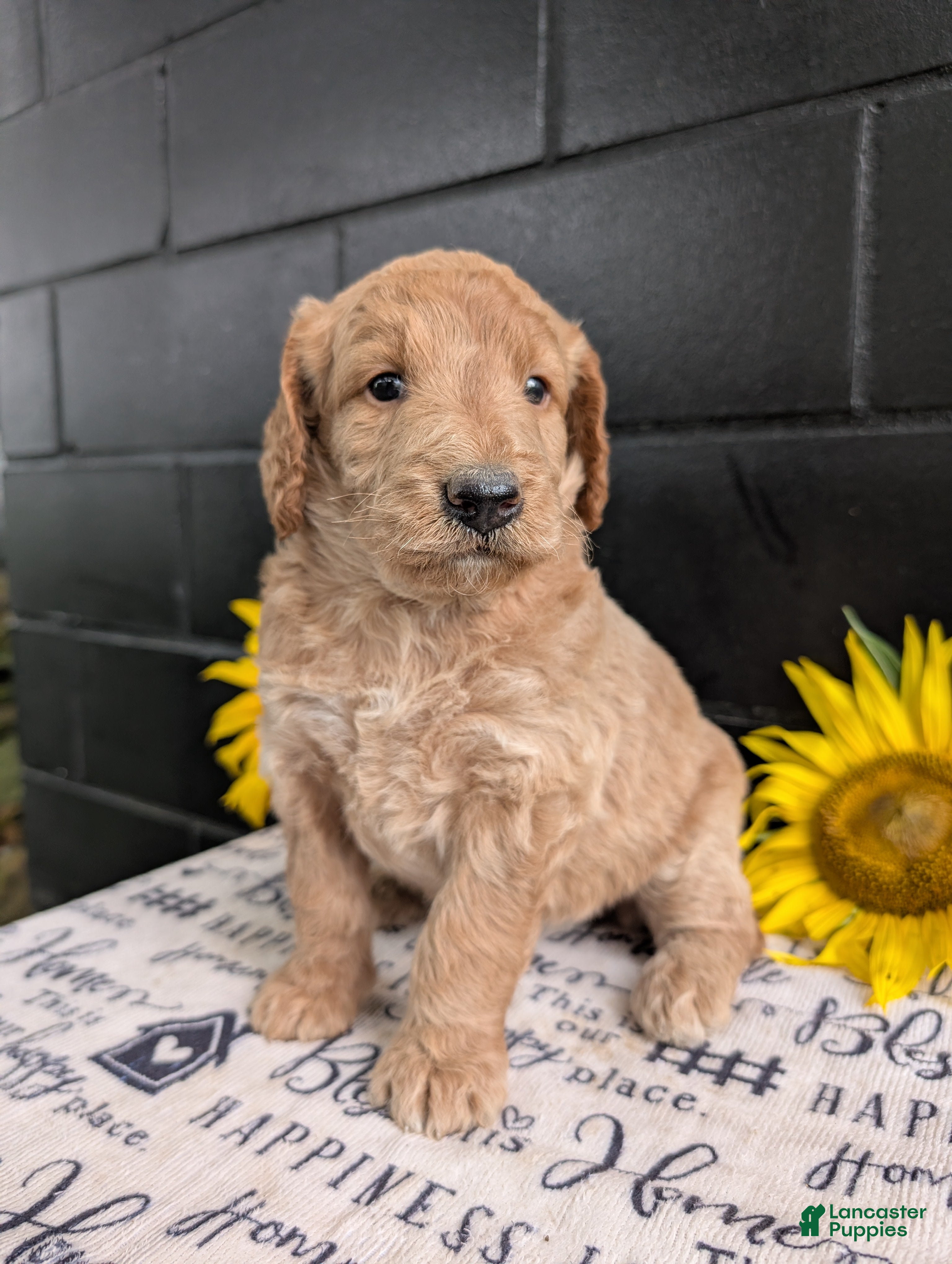 Goldendoodle dogs Lou - Ad 1