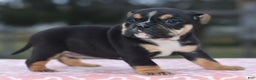 Mixed Breed dogs for sale: Emma tricolor hybrid  - Ad 16