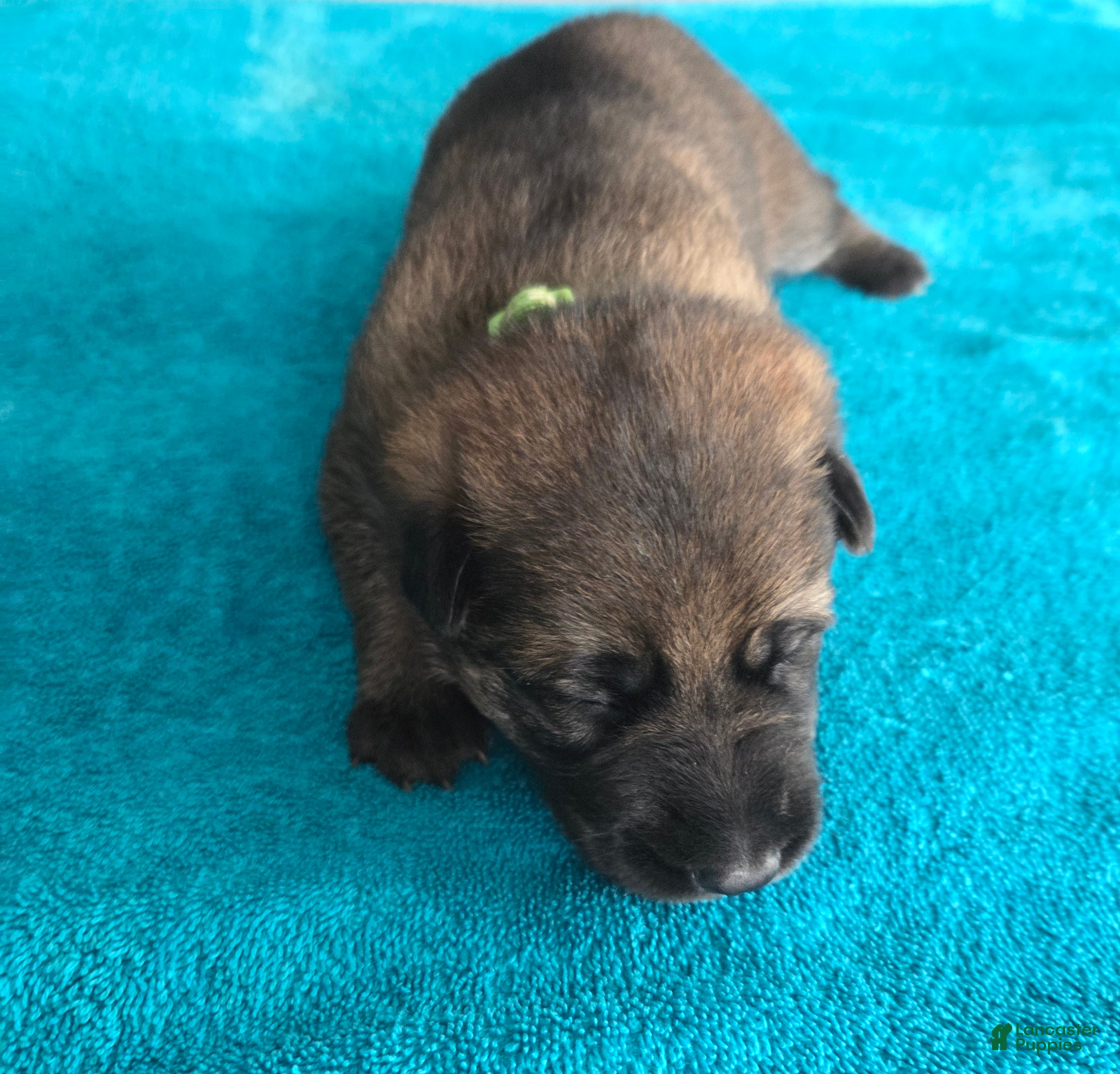 German Shepherd dogs Rocky - Ad 1