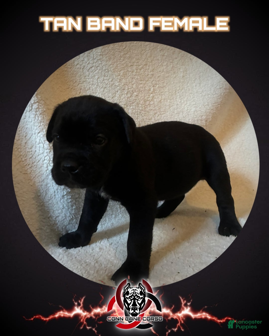Cane Corso dogs Cane Corso Puppy 7 - Ad 36