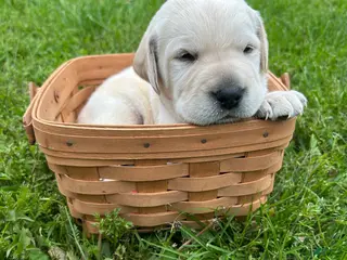 Labrador Retriever dogs for sale: Woodrow Wilson - Gray - Ad 3