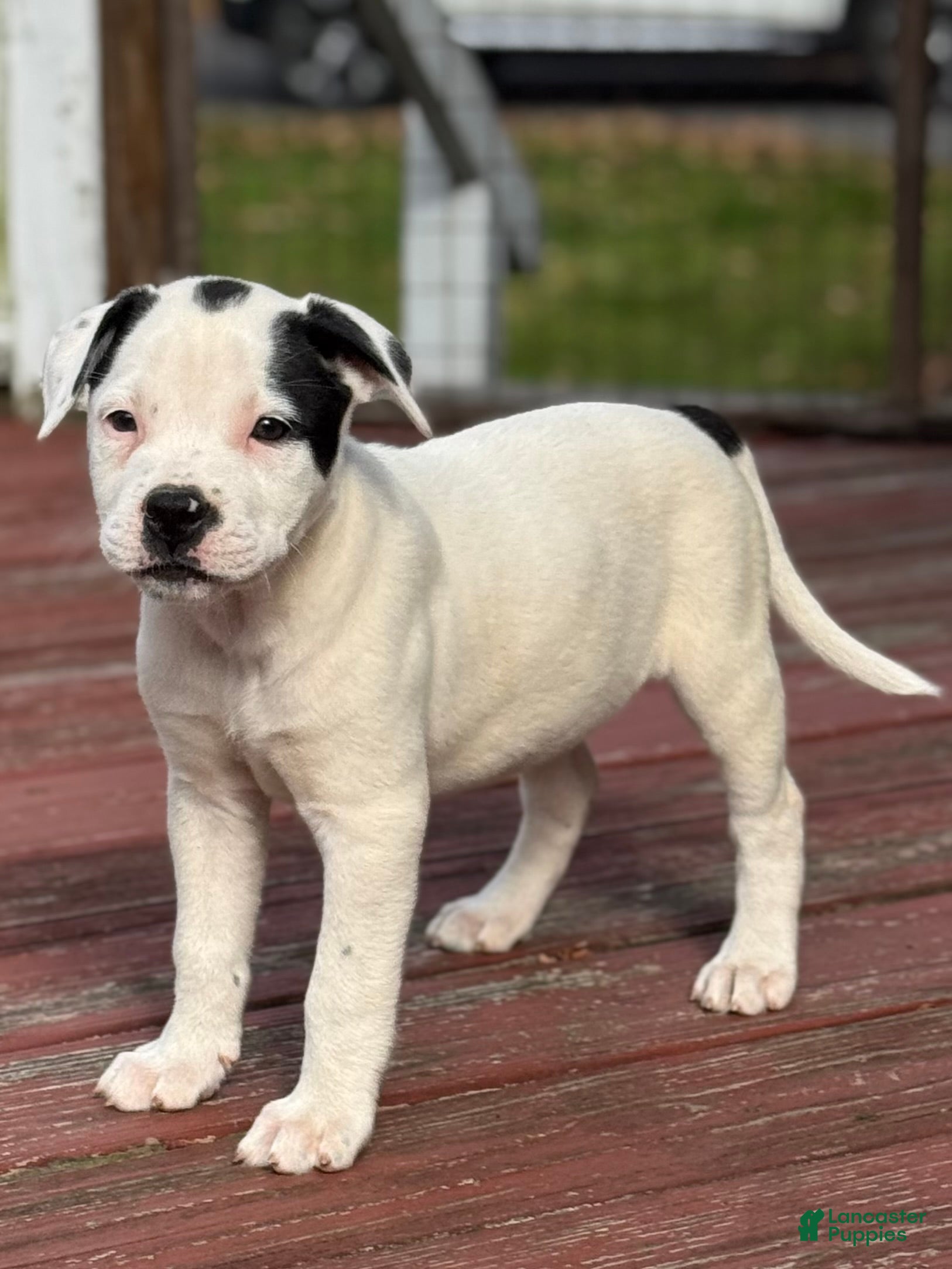 Olde English Shorty Bull Puppies Near Me English Bulldog Puppy Black White American  Bulldog Grey And, image size:1626x2168