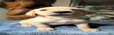 Boy 4