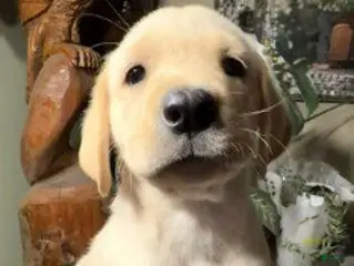 Labrador Retriever dogs Boy 4 - Ad 24