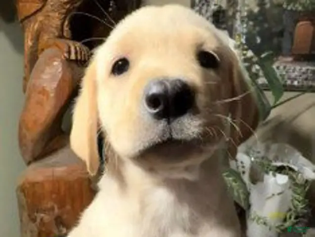 Labrador Retriever dogs for sale: Boy 4 - Ad 12