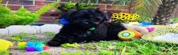 Maltipoo dogs for sale: Baby Yoda - Ad 5