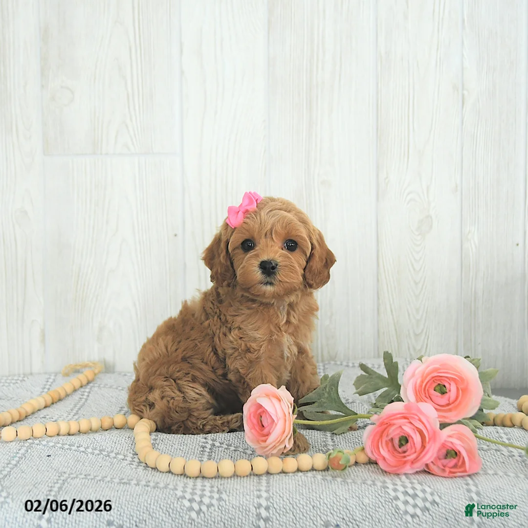 Cockapoo dogs for sale: Buttons EXTRA SMALL - Ad 5