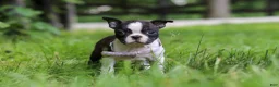 Boston Terrier dogs for sale: Delilah - Ad 3