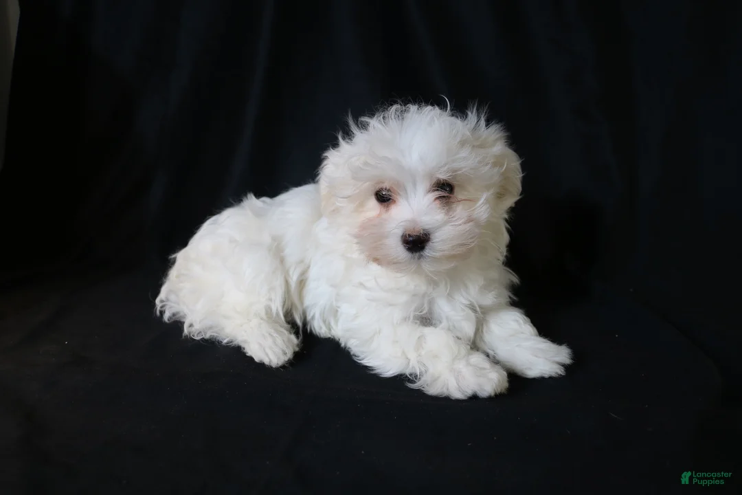 Maltese dogs for sale: Leo - Ad 3