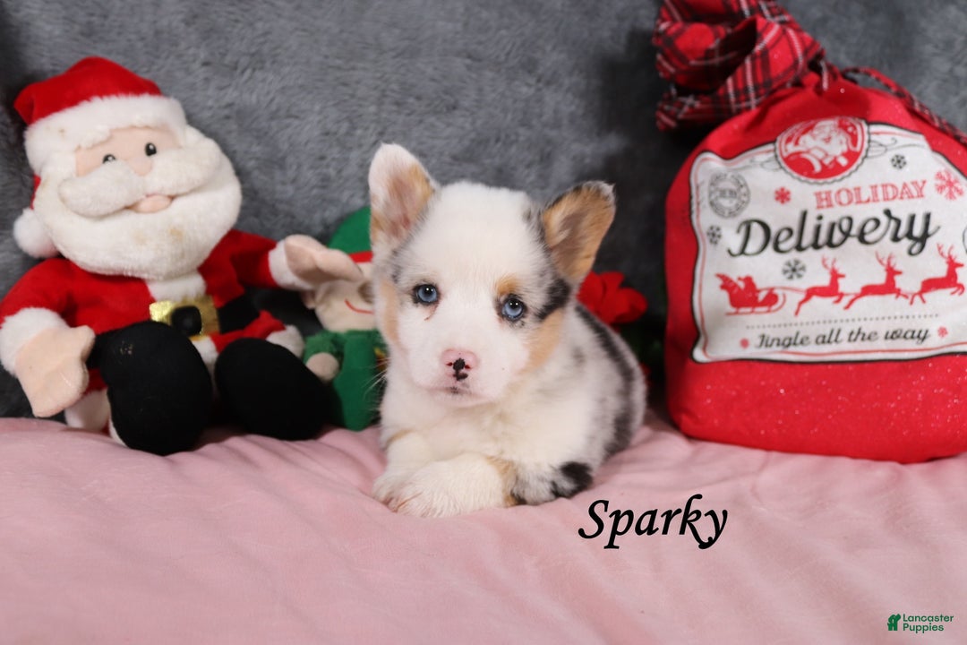 Welsh Corgi Pembroke dogs for sale: Sparky - Ad 1