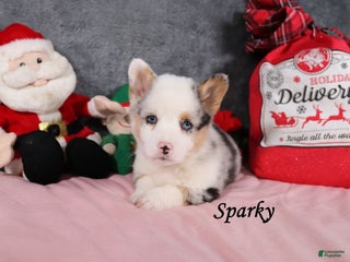 Welsh Corgi Pembroke dogs Sparky - Ad 16