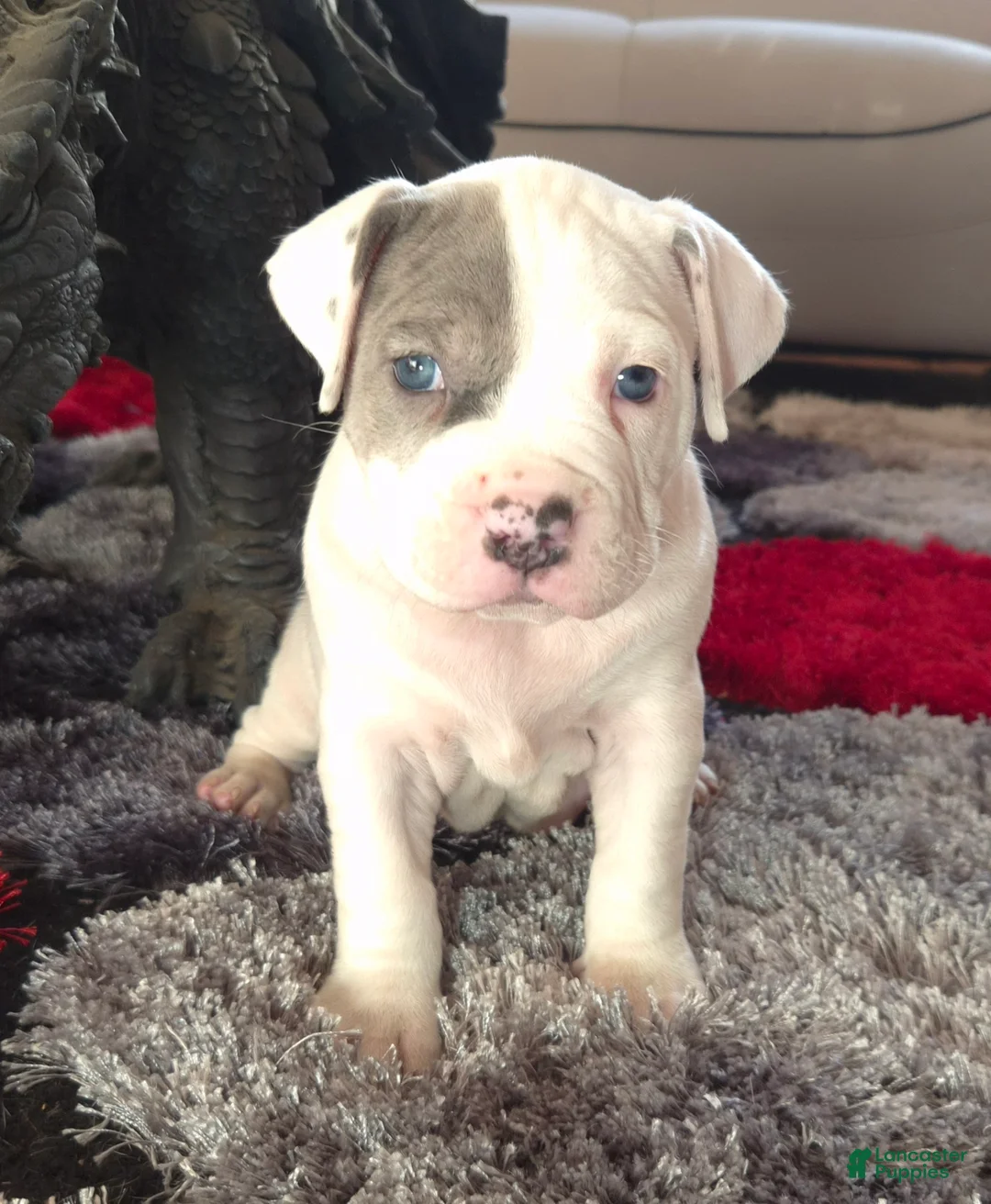 Mixed Breed dogs for sale: "WOLVERINE" WHITE MERLE - Ad 11