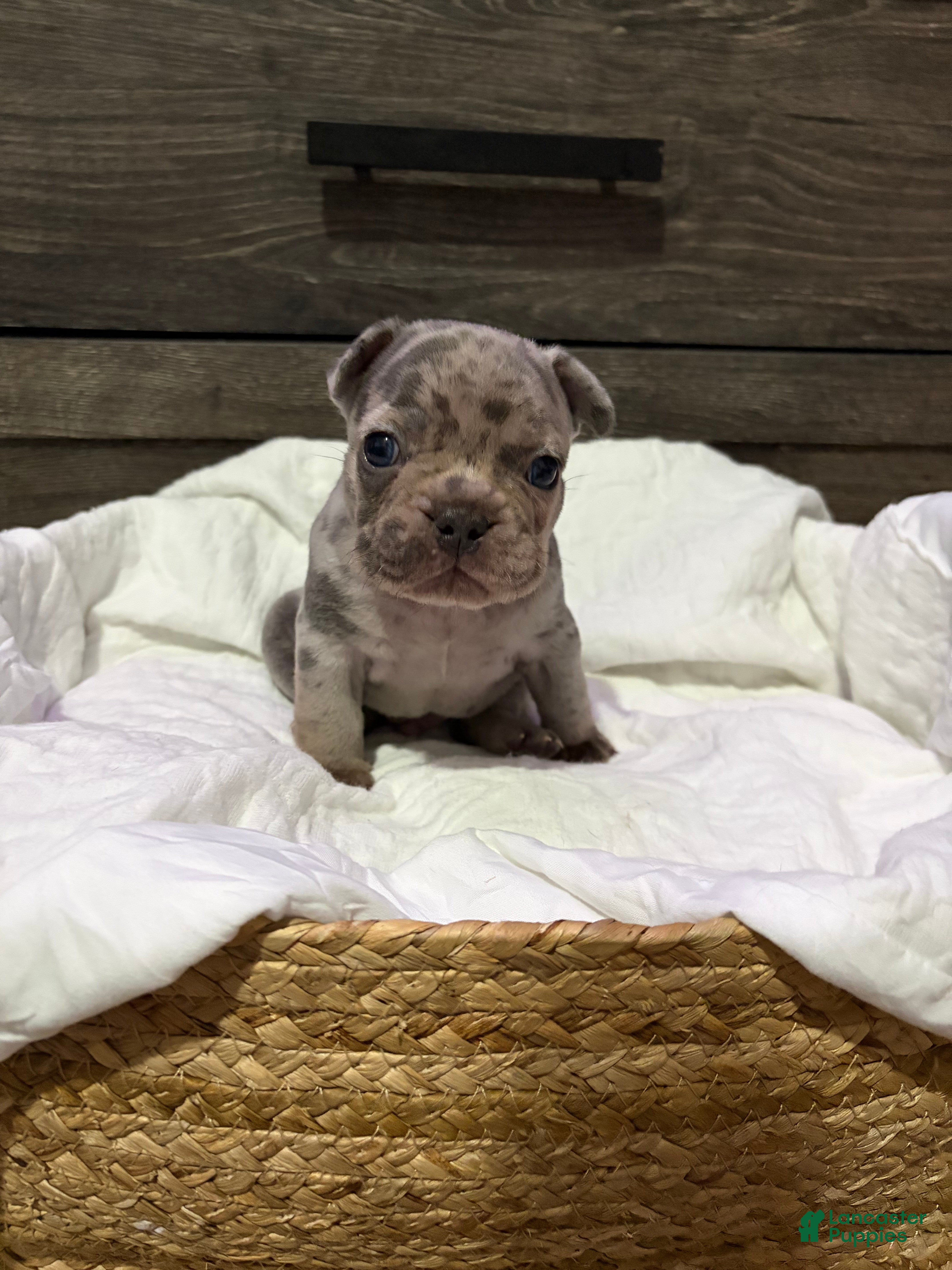 French Bulldog dogs French Bulldog Puppy 2 - Ad 6