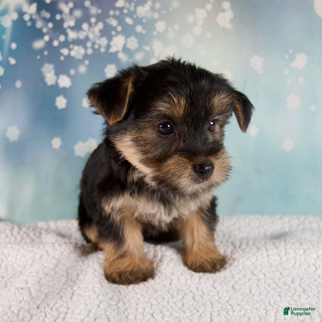 Morkie dogs for sale: Bonnie - Ad 5