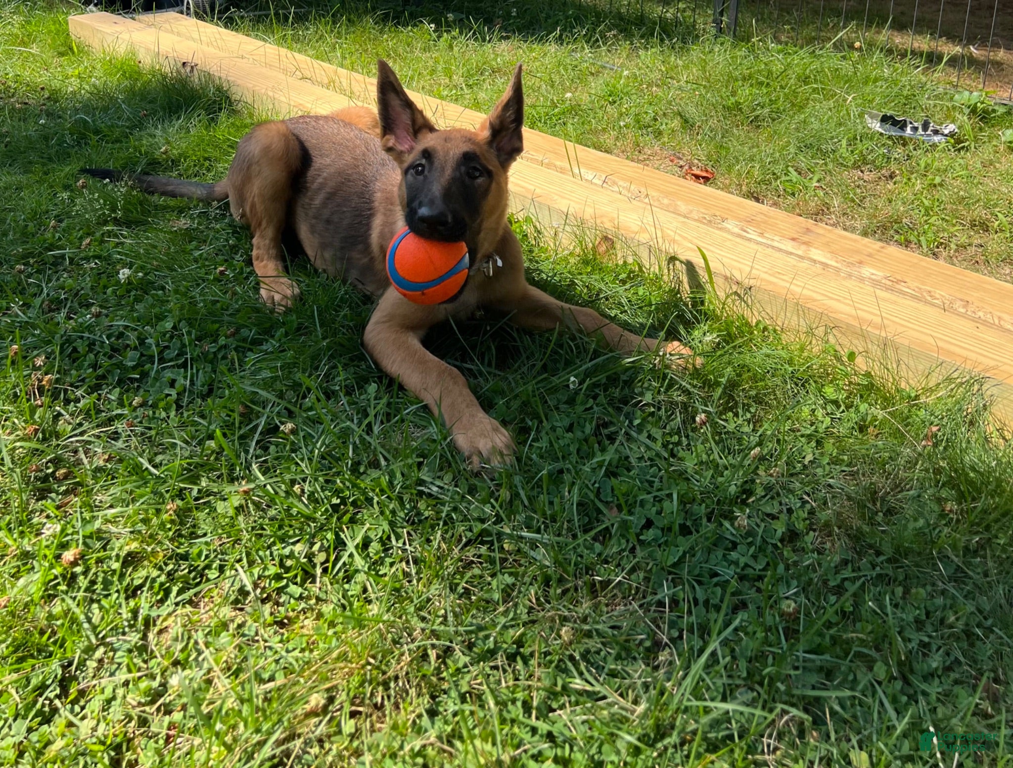 Belgian Malinois dogs Belgian Malinois 6 - Ad 7