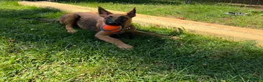 Belgian Malinois 6