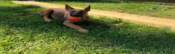 Belgian Malinois dogs for sale: Belgian Malinois 6 - Ad 1