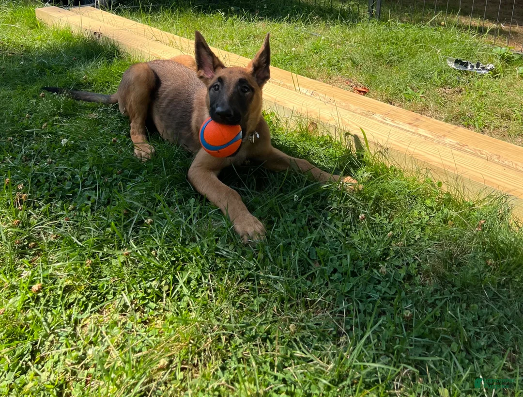 Belgian Malinois dogs for sale: Belgian Malinois 6 - Ad 1