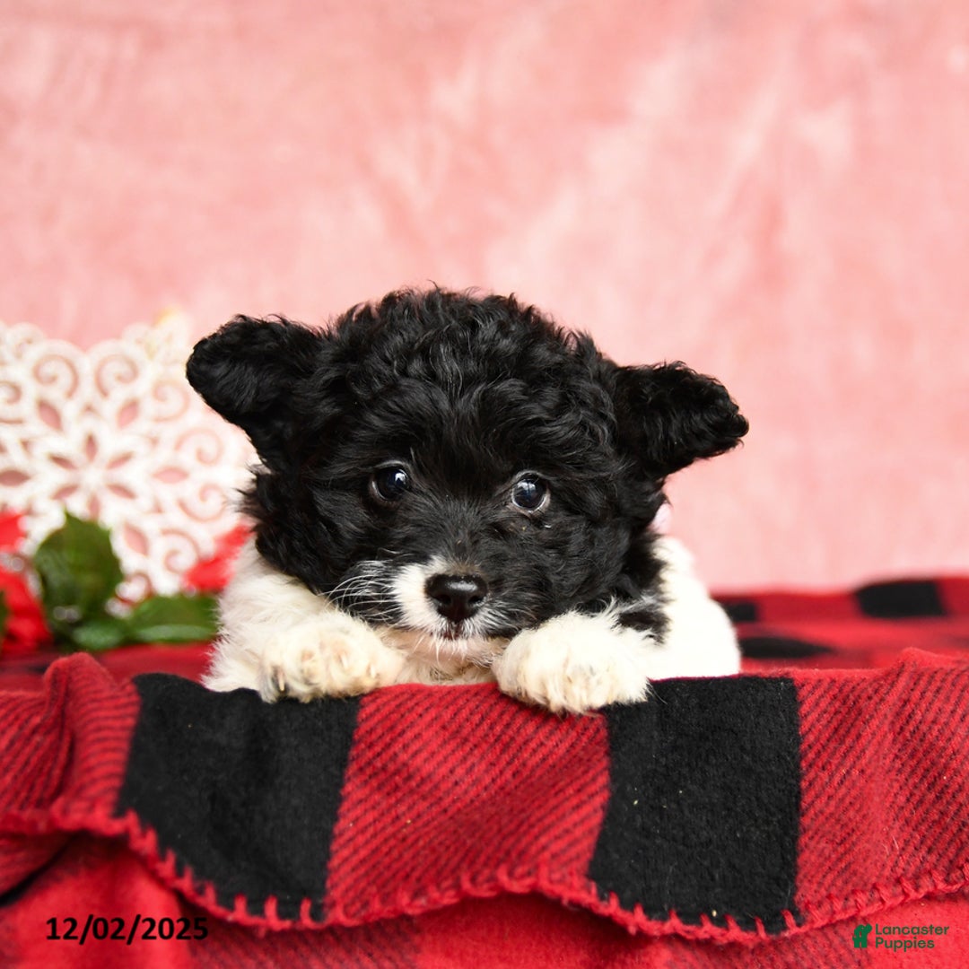 Mixed Breed dogs for sale: Nugget - Ad 3