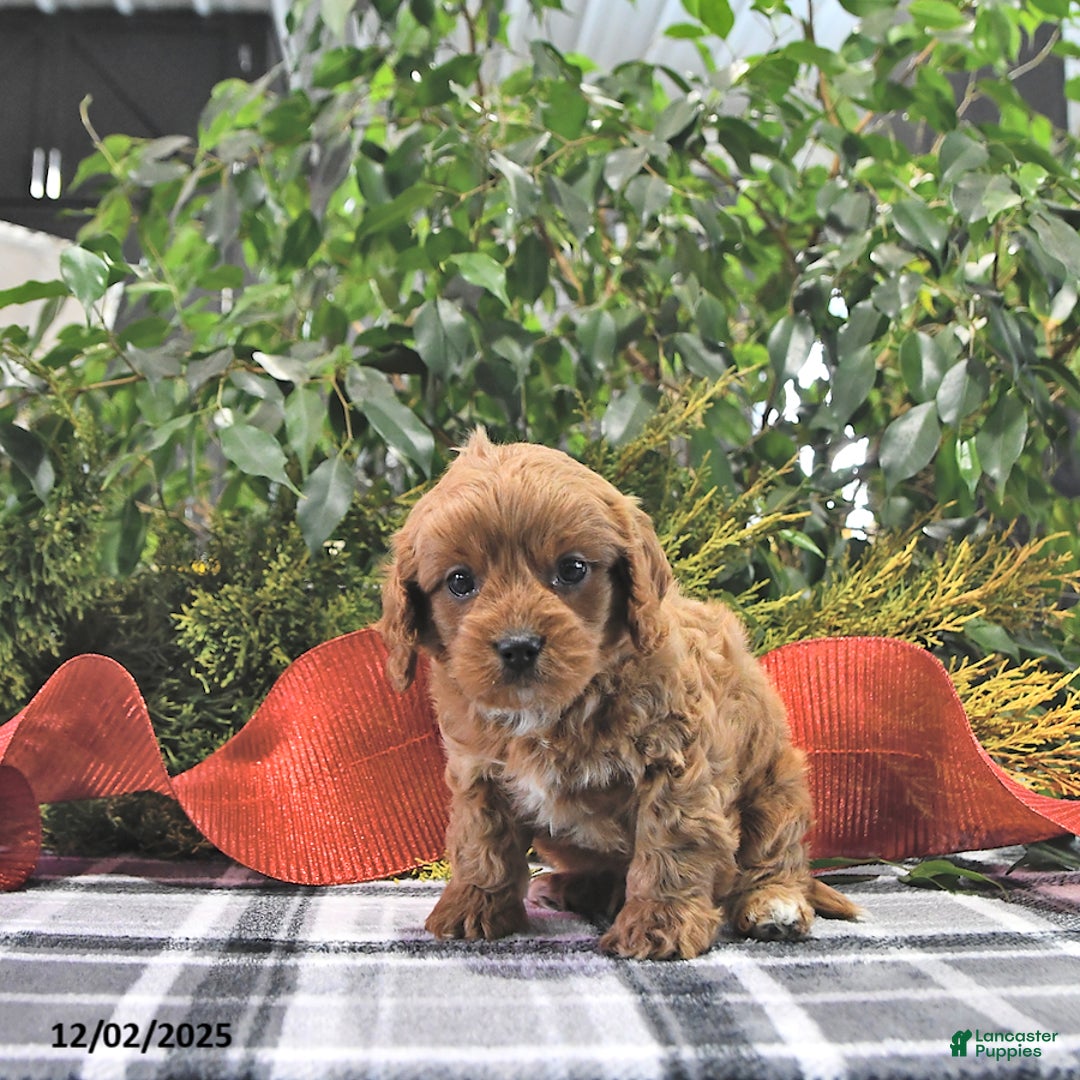 Cavapoo dogs for sale: Coco - Ad 4