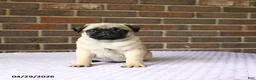 Pug dogs for sale: Wilbur - Ad 3